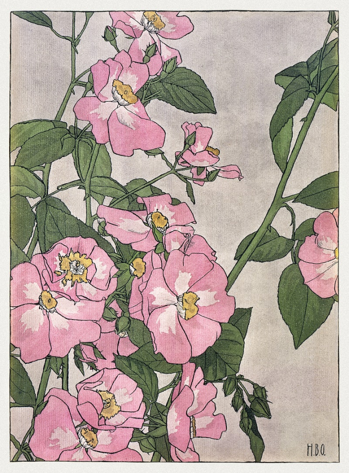 drawing,rose,hannah borger overbeck,flower,pink,flower painting,vintage,watercolor,public domain flower,paintings public domain,rose illustration,vintage painting,rawpixel