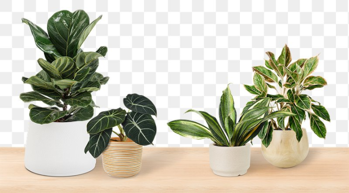 home decor,rawpixel,plant,tree,potted plant,green,flower,plant png,png,houseplant,flower pot,plant pot,home