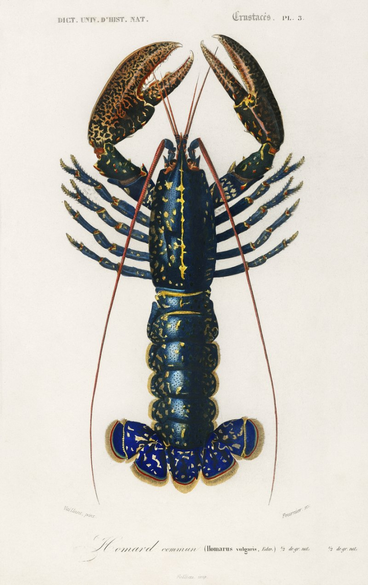 sea life,lobster,sea,ocean,charles dessalines,crawfish,charles dessalines d' orbigny,shrimp,public domain art,crayfish,lobster illustration,vintage,rawpixel