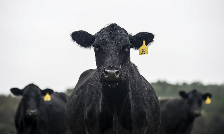 cow,cattle,animal,cows public domain,farm animal,livestock,beef,farm,cow dairy,farming,dairy,angus cattle,rawpixel