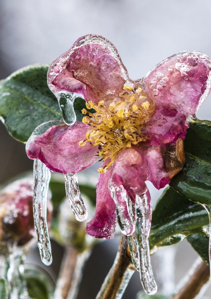 nature photos,rain,rain flower,ice flower,background,nature,pink,raining flower,ice,pink flower,agriculture,cc0,rawpixel