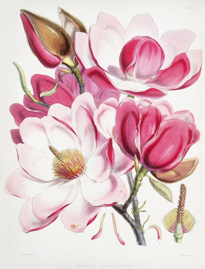 flowers,magnolia,floral,vintage,flower illustration,w. h. (walter hood) fitch,botanical,public domain art,painting,botanical illustration,garden,public domain,rawpixel