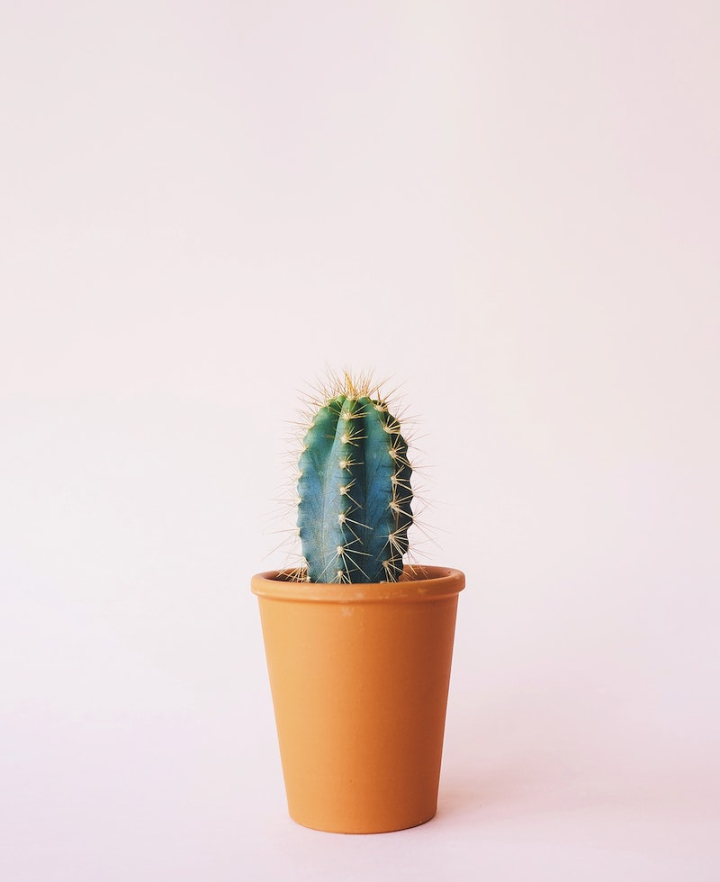 cactus,cute,potted plant,plant pot,public domain,plant,public domain images cute,pink background,cactus pot,pink,cute background,catus plant,rawpixel