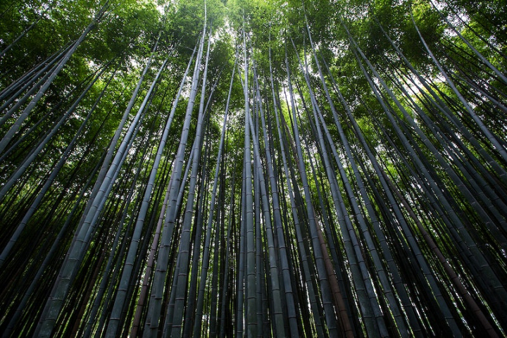 bamboo,japan,forest,tree,nature photos,criative commons,japan forest,forest tree,bamboo nature,nature,rawpixel