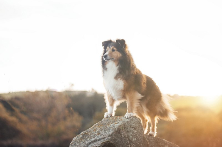 dog,cute dogs,public domain dog,collie,dog collie,sunset,animal,cute animals,dog nature,public domain,dog outdoor,rock,rawpixel