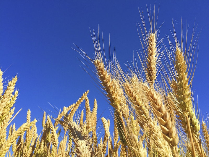 wheat,wheat field,harvest,grain,agriculture,landscape,farm,blue,agriculture photos,photos landscape,background wheat,vegetation,rawpixel