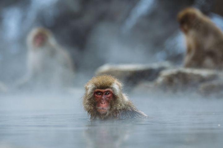 monkey,japan,animal,onsen,monkey japan,public domain japan,animal photos,bathing,public domain baboon,wildlife,monkey public domain,hotspring,rawpixel