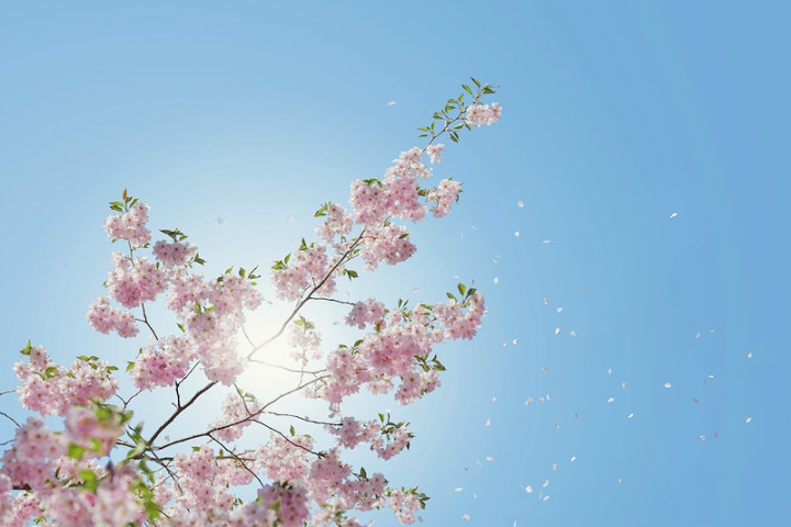sky,cherry blossom,spring,sakura,flower,blue sky,plant,sun,spring backgrounds,blossom,background,flower background,rawpixel