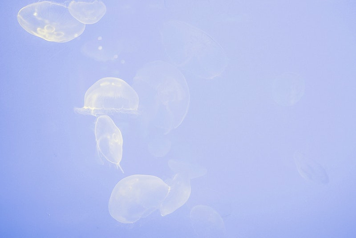 jellyfish,background,bubble,blue backgrounds,space,marine life,sea,france,blue,underwater,outer space,life,rawpixel