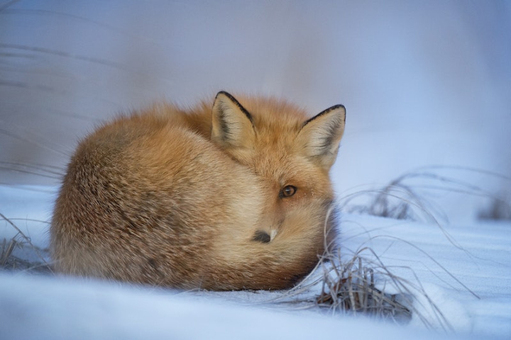 fox,animal,animals public domain,public domain fox,animal photos,red fox,snow,nature photos,fox background,background,public domain,public domain images,rawpixel