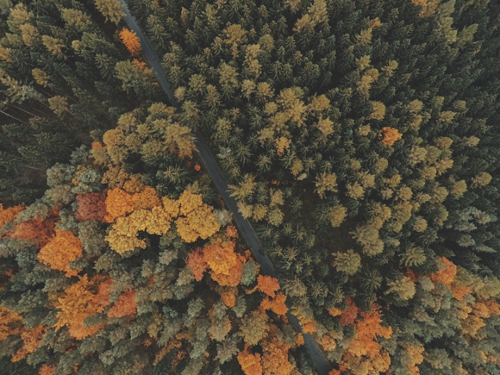 autumn,pattern,fall,autumn photos,nature photos,fall background,forest,tree,landscape,pattern background,public domain pattern,drone view,rawpixel