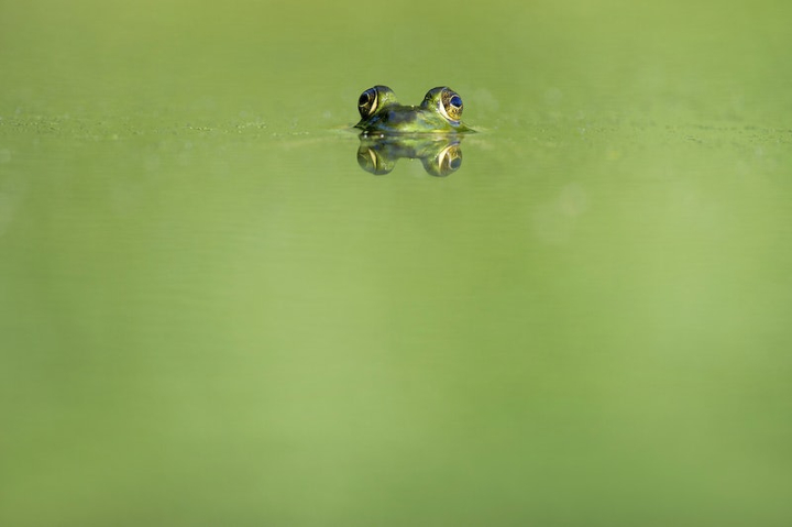 frog,animals,green backgrounds,animal,green,swimming,reptile,pond,new,green waalpaper,public domain,spider,rawpixel