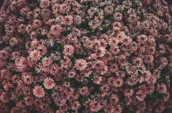 aesthetic,flower background,pink aesthetic,public domain pattern,rug,flower,dark,pattern background,dark wallpaper,dahlia,floral pattern,floral,rawpixel