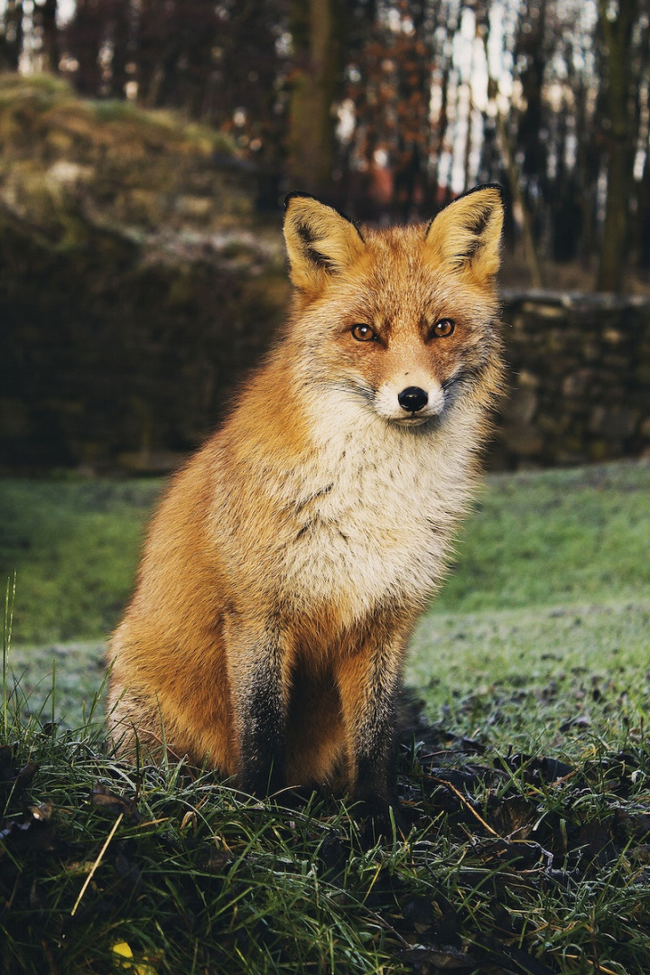 fox,photography,animal,bear,red fox,animal photos,public domain fox,puppy,animals public domain,forest,fox photo,fox background,rawpixel