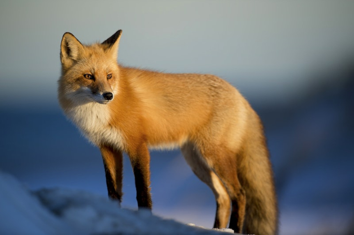 fox,public domain,animal photos,red fox,animals public domain,grey fox,creative commons,cute animals,wildlife,pet,background,wild animal,rawpixel