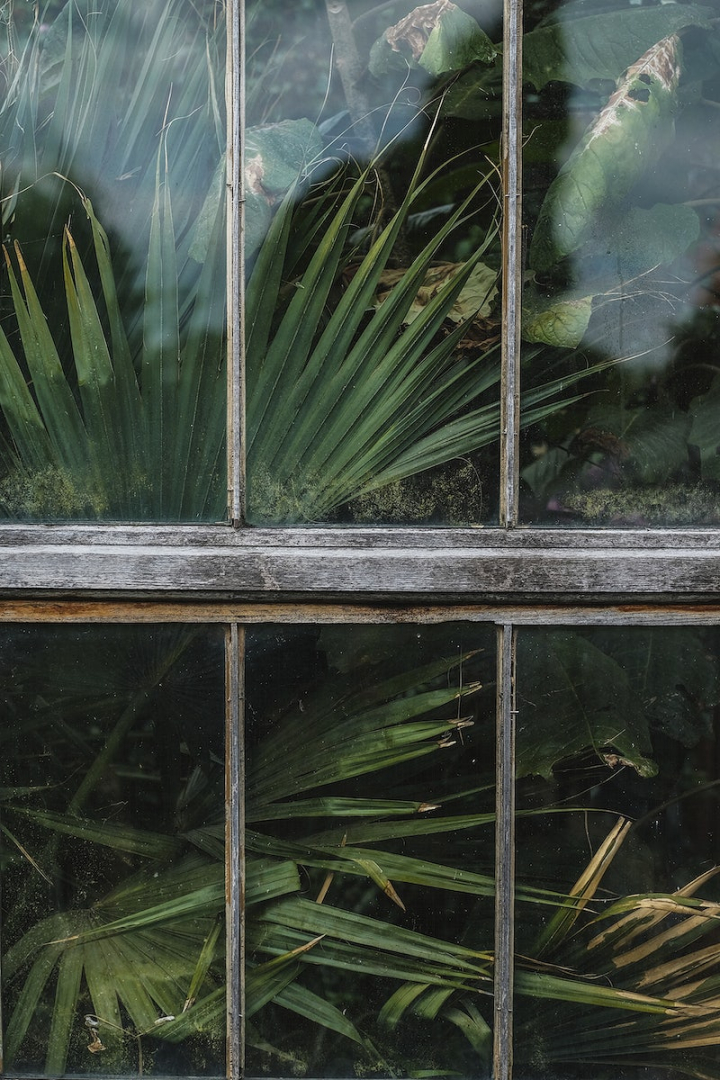window,glass,home plant,greenhouse,window plant,nature background,glass windows,greenhouse glass,palm leaf,palm,nature,palm plant,rawpixel