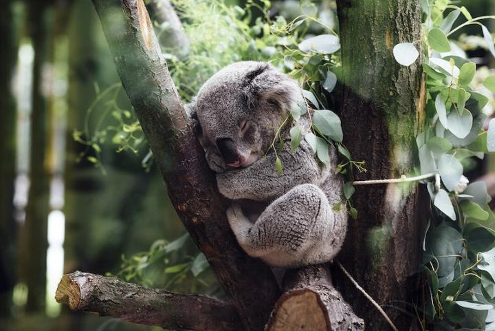 koala,animal,sleeping,sleeping animals,animal photos,environment photos,sleep animal,wildlife,nature,public domain koala,nature photos,tree,rawpixel