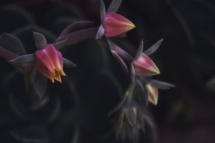 nature,flower,flower background,iris,dark background,floral,flower photo,nature photos,background,botanical,wallpaper background,public domain,rawpixel