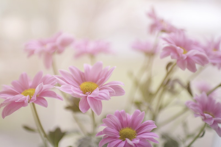 Free Daisies On Pink Image: Stunning Photography