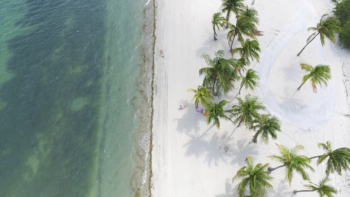 beach,palm tree,palm,island,background,wallpaper background,palm trees,desktop wallpaper,wallpaper,ocean,nature,sand,rawpixel
