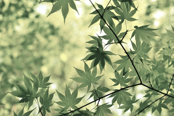 cannabis,nature backgrounds,green backgrounds,nature photos,green,leaves background,tree,leaf,maple,cannabis leaf,green leaf,maple leaf,rawpixel