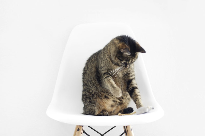 cat,chair,public domain cat,cat public domain photos,background,minimalist cat,pets public domain,public domain,kitten,sitting chair,white cat,cat sit,rawpixel
