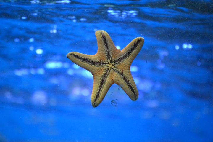 starfish,fish,star sea,underwater,sea animals,ocean animal,star fish,sea,star fish photos,public domain fish,sea life,animals public domain,rawpixel