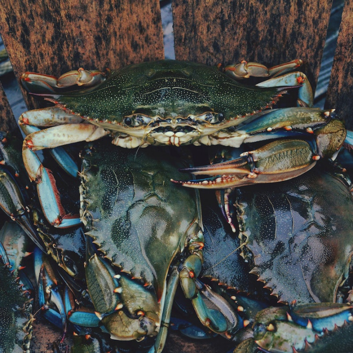 crab,seafood,sea life,fishing,fish food,seafood industry,fishing industry,public domain industrial,public domain,public domain crab,food background,fish photo,rawpixel