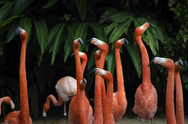flamingo,bird,leaf,san diego,animal,public domain flamingo,public domain,green leaves,flamingo photo,animal photos,animals public domain,red,rawpixel