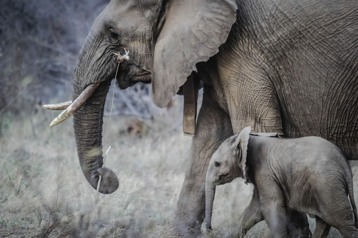 elephant,animal,africa,baby animals,animal photos,wild animal,nature photos,wildlife,baby elephant,animals images & pictures,safari animals,safari,rawpixel