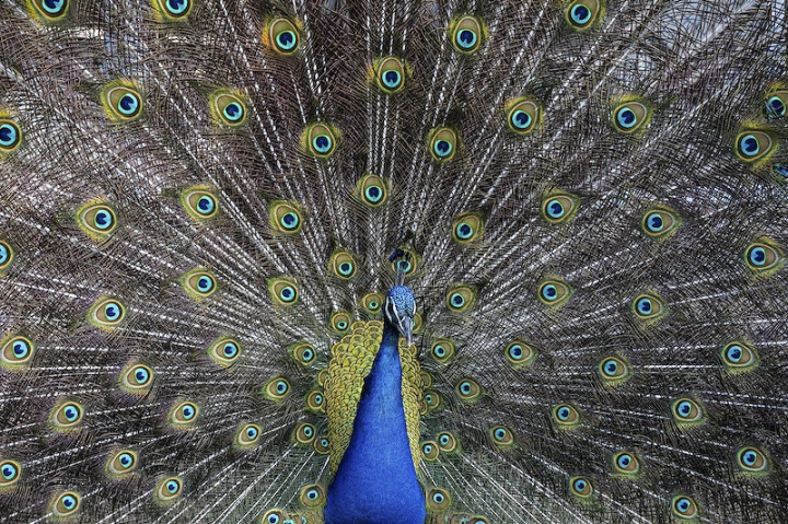 peacock,animal,bird,tropical background,public domain peacock,tropical,animals public domain,peacock feather,blue,public domain,feathers background,animal photos,rawpixel