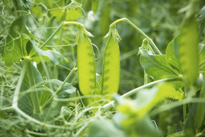 peas,vegetable,cover crops,farm,vegetable plant,green peas,corn,soil health,agriculture,soil,green,peas plant,rawpixel