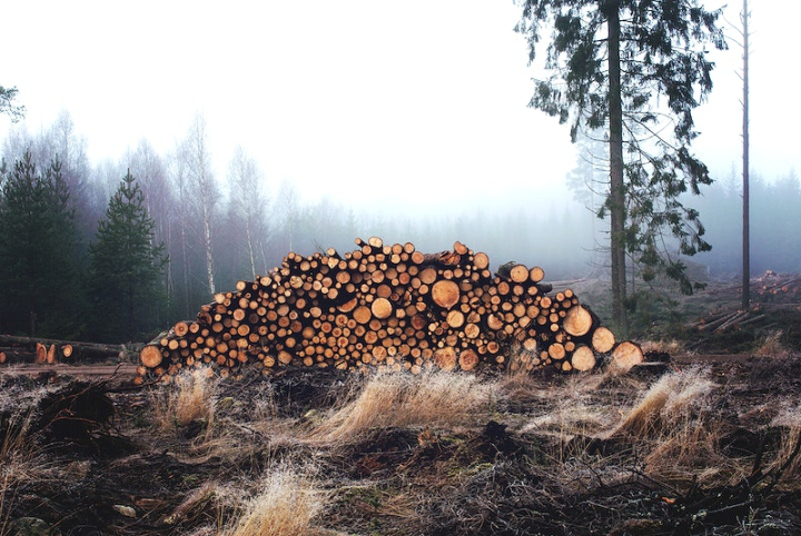 logging,wood,landscape,tree,wood industry,environment photos,landscape tree,public domain trees,tree wood,public domain industrial,clearcut,tree plant,rawpixel