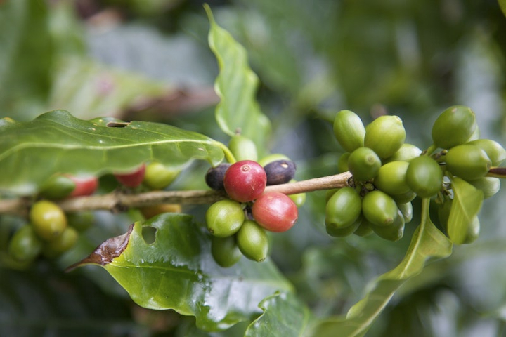 coffee,coffee beans,coffee tree,coffee plant,coffee leaf,panama,crop coffee,green coffee,agroforestry,agriculture,food,raw coffee beans,rawpixel