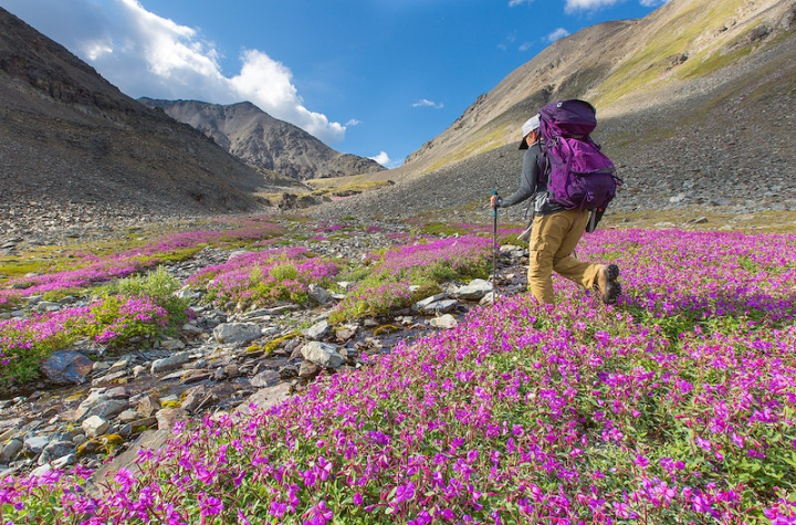 hiking,trekking,mountain hiking,walking,flower,adventure,mountain hike,nature,flowers field,outdoor mountain,flower hiking,pink mountain,rawpixel