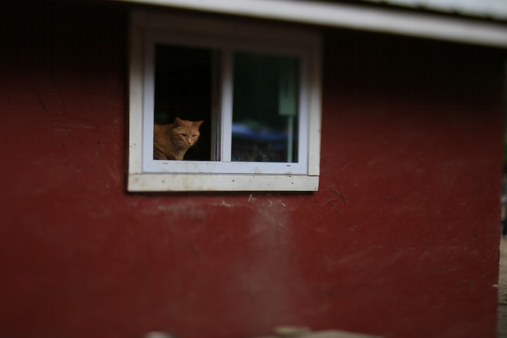 cats,cat,cats background,house window,ginger,cat in window,cat houses,cat public domain,home,ginger cat,pets public domain,cat photo,rawpixel