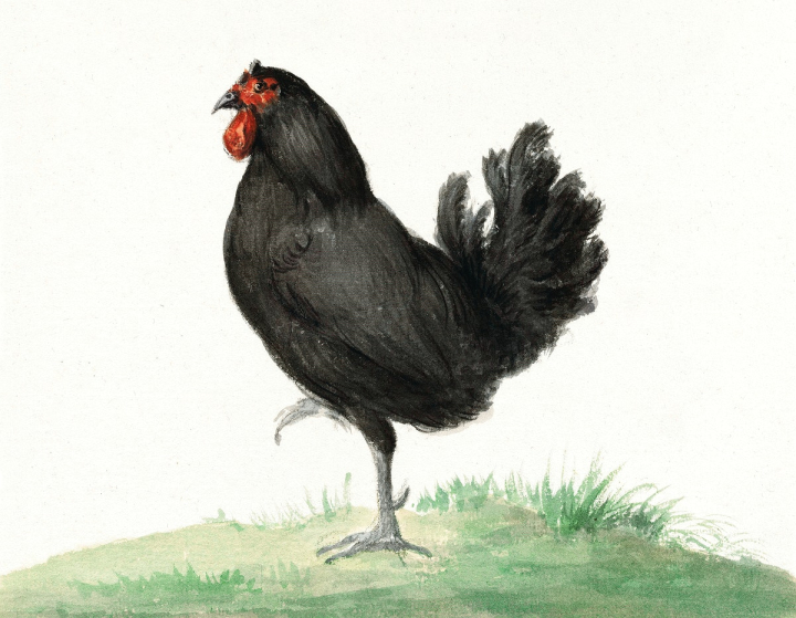 public domain bird,vintage bird illustration,chicken,black,animal drawing,animal,antique,art,artwork,bird,black chicken,cc0,rawpixel