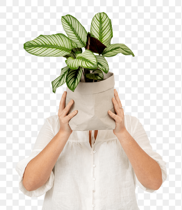 hide,woman,potted plant,hiding face,houseplant,green papers,botanical,calathea,clip art,collage elements,cover,cut out,png,rawpixel