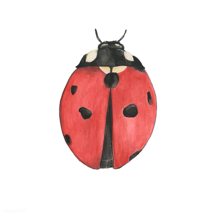 Lady-bird or ladybug isolated on light background . Hand-drawn doodle sketch  illustration. Vector EPS10 Stock Vector Image & Art - Alamy