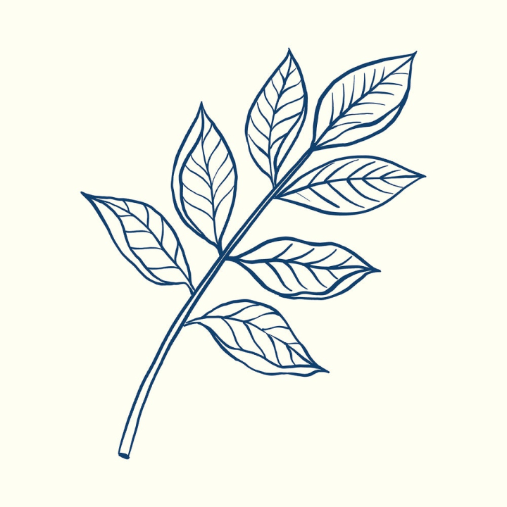 sticker,leaf,blue,botanical,nature,illustration,vintage,collage element,minimal,line art,blue flower,doodle,rawpixel