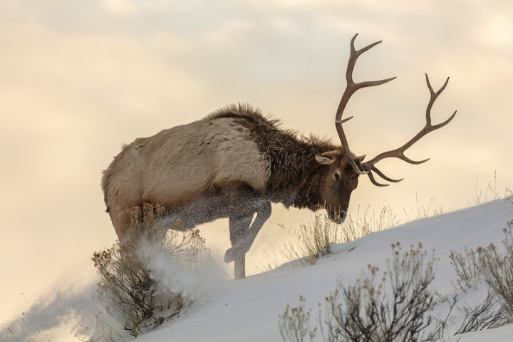 deer,winter,snow,elk,sunset,wildlife,background,animal,nature background,national park,public domain,stag,rawpixel