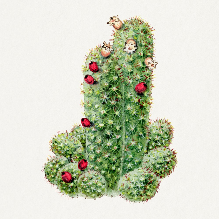 aesthetic,plant,floral,botanical,nature,illustration,vintage,red flower,cactus,natural,drawing,graphic,rawpixel