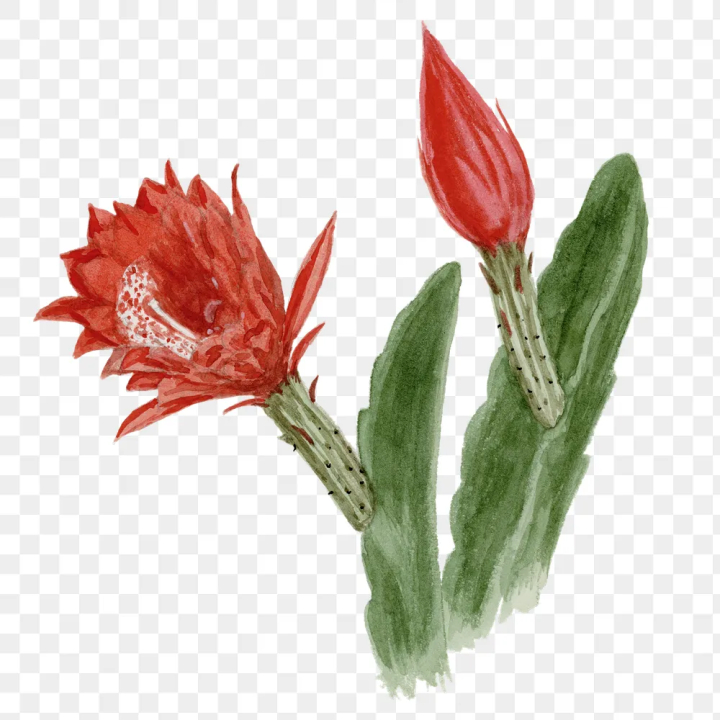 floral,aesthetic red,aesthetic,antique,art,artwork,botanical,cactus,cactus flower,cactus illustrations,cactus png,clip art,png,rawpixel