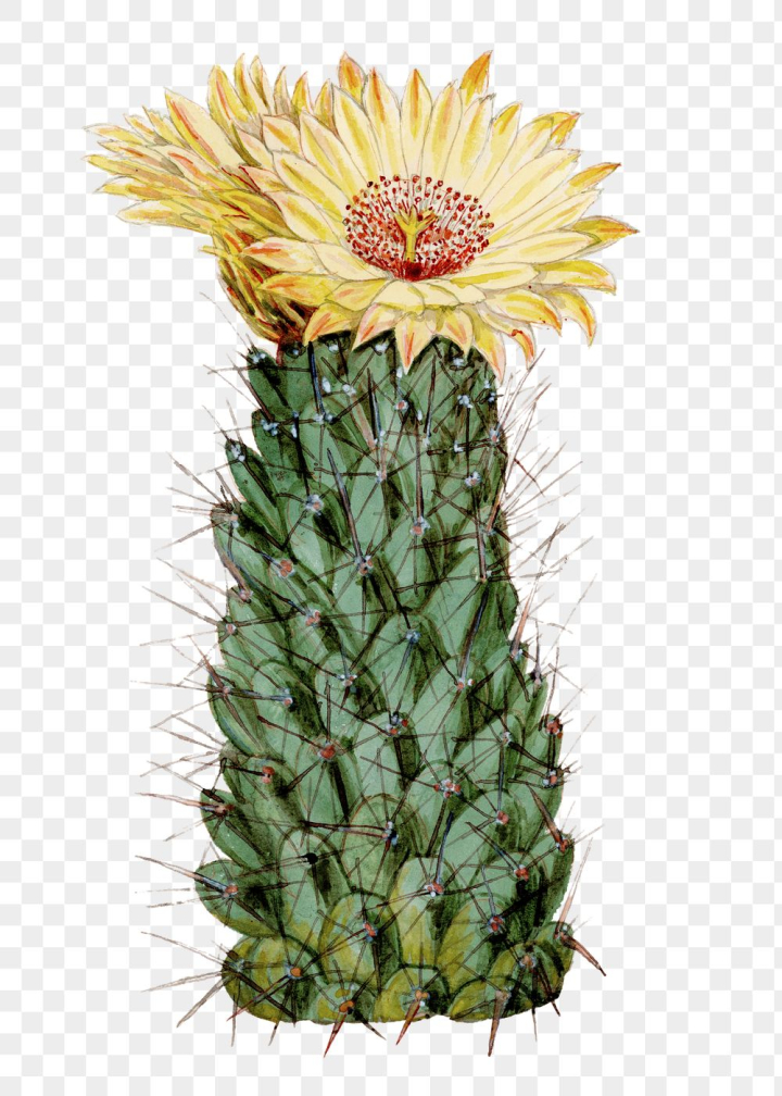 Beehive cactus,flower,floral,sticker cactus,aesthetic,antique,art,artwork,beehive cactus,botanical,cactus,cactus flower,png,rawpixel