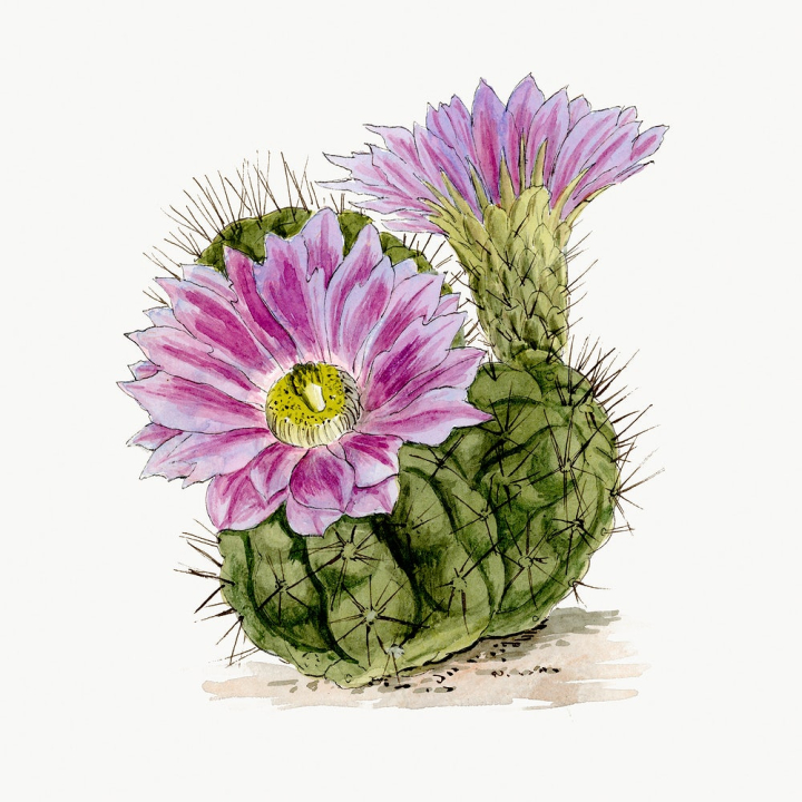 purple cactus,aesthetic,botanical,cactus,cactus flower,cactus illustrations,design,design resource,downloadable,floral,graphic,high definition,rawpixel