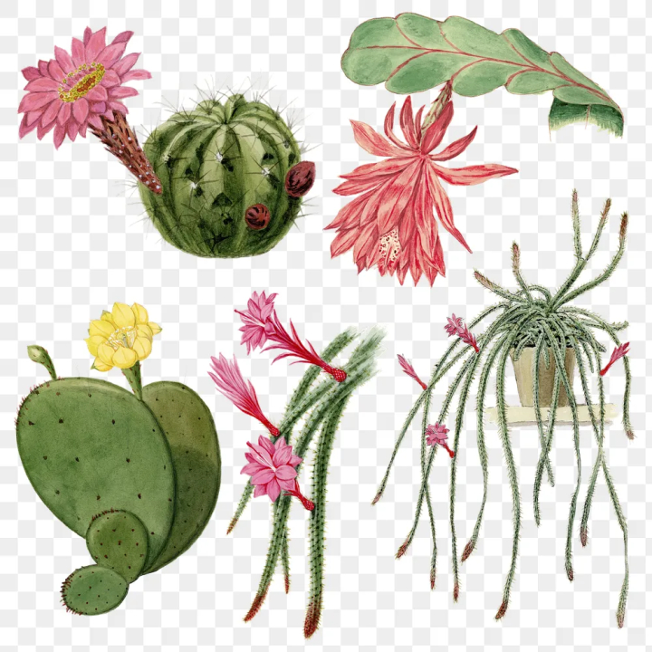 vintage aesthetic illustration,aesthetic,antique,art,artwork,botanical,cactus,cactus flower,cactus illustrations,cactus png,clip art,clipart,png,rawpixel