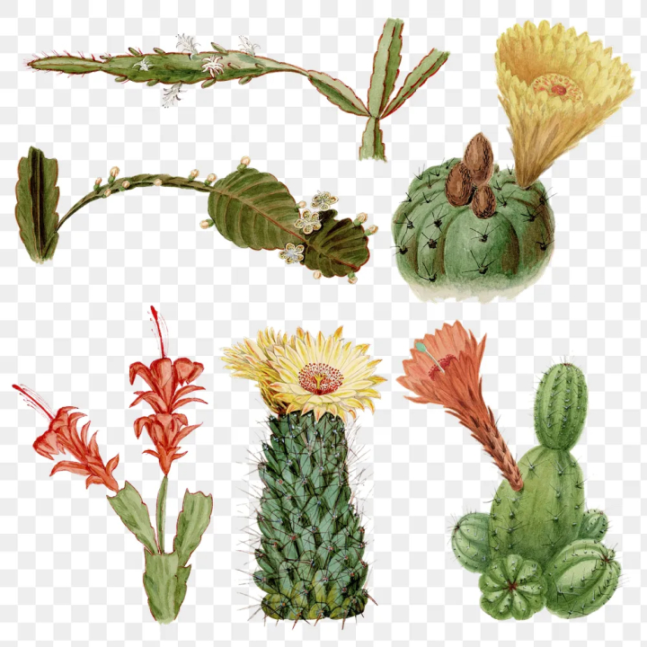 floral,cactus sticker,aesthetic,antique,art,artwork,botanical,cactus,cactus flower,cactus illustrations,cactus png,clip art,png,rawpixel