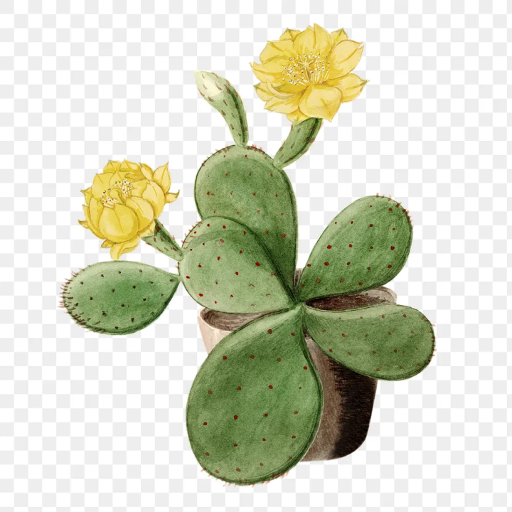 flower,yellow floral,aesthetic,antique,art,artwork,botanical,cactus,cactus flower,cactus illustrations,cactus png,clip art,png,rawpixel