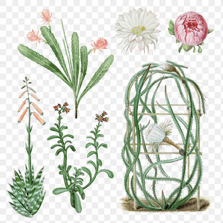 floral,aesthetic,antique,art,artwork,botanical,cactus,cactus flower,cactus illustrations,cactus png,clip art,clipart,png,rawpixel