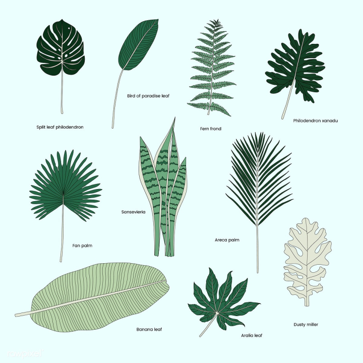 garden,philodendron xanadu,sansevieria,vector,leaf,aralia,areca palm,banana,banana leaf,bird of paradise,blue,botanical,botany,collection,crane flower,decoration,decorative,design,diverse,dusty miller,ecology,environment,fan palm,fern,fern frond,flowering plant,graphic,green,greenery,houseplant,icon,illustrated,illustration,isolated,light blue,mixed,natural,nature,palm,plant,set,split leaf philodendron,spring,tree,tropical,various,white